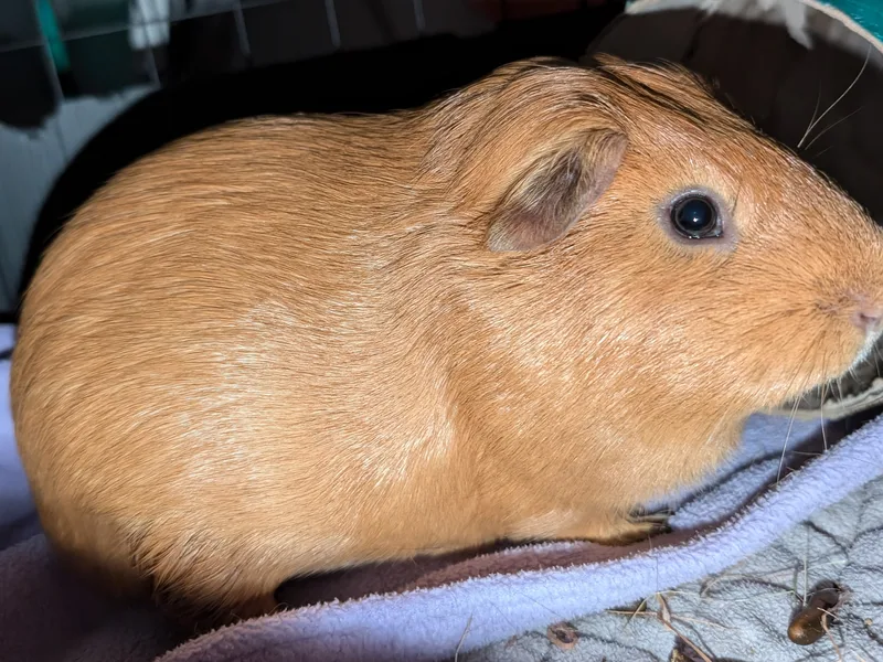 Cobaya americana de pelo corto naranja