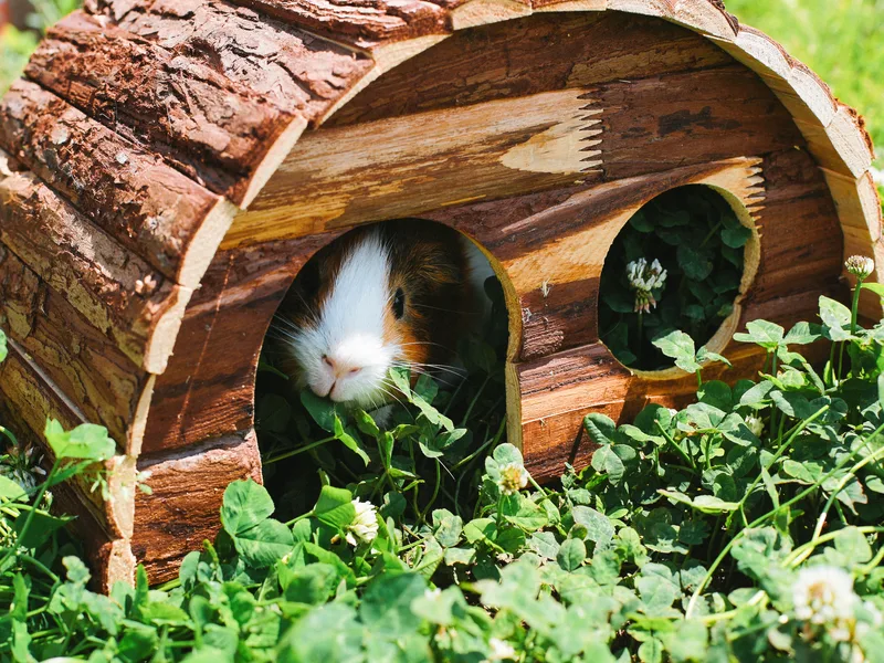 Cobaya dentro de una casita de madera