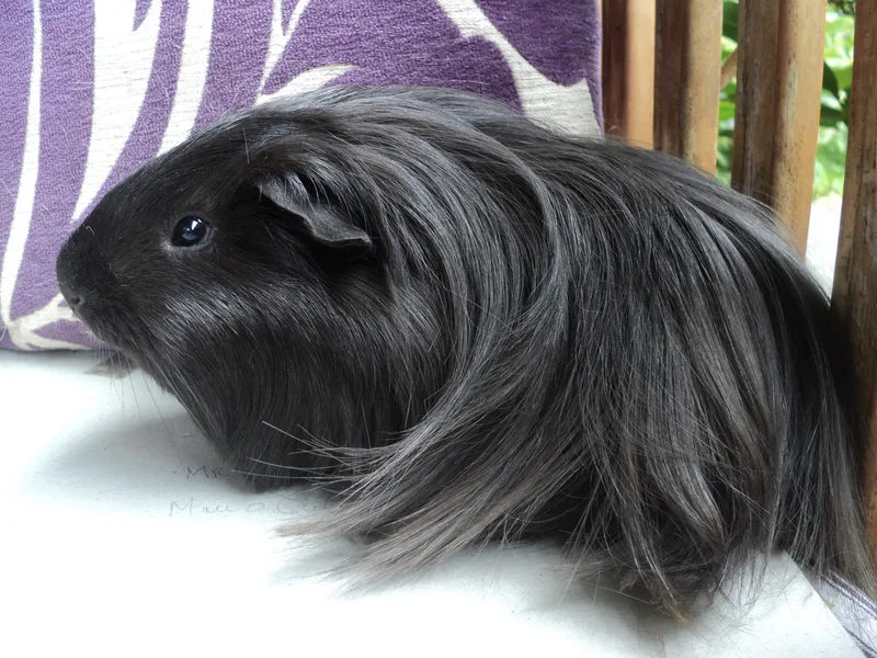 Cobaya sheltie de pelo largo negro