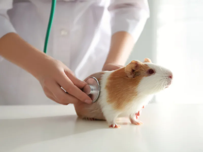 Veterinaria examinando una cobaya
