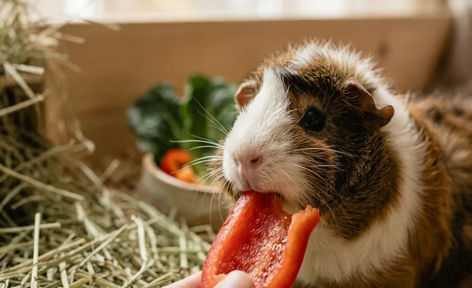 Momento de alimentación con pimiento morrón